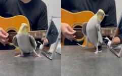 아빠가 기타 치면 노래하는 앵무새..