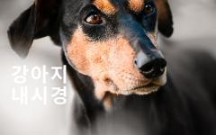 강아지 식도 이물 내시경 제거