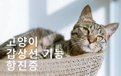고양이 갑상선 기능 항진증에 대해 알아보기