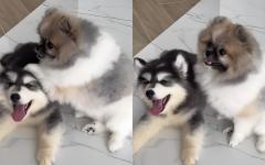 까칠한 포메라니안과 