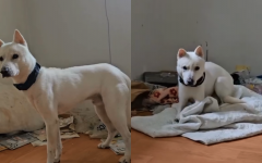 의정부 빈집에 홀로 남겨진 강아지..학대 의심에 집주인은 