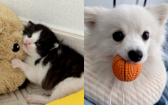 길에서 아기 고양이 데려왔더니..가장 신난 건 