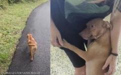 달리는 차에 다가와 도움 청한 어미개 따라가보니...