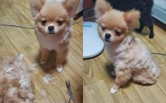 주인에게 미용 당하고(?) 허탈한 표정 지은 강아지.."이게 뭐야?