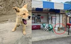 버리고 가는 주인 차량 쫓아가던 강아지, 동네 슈퍼 