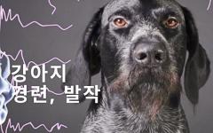 강아지 경련 관리와 예방법 알아보기