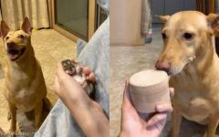 질투 유발하던 햄스터가 유골함에 담겨 돌아오자 강아지가 보인 반응