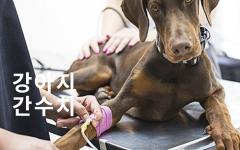 강아지 간 수치는 어떤 항목이 있고 왜 올라갈까?