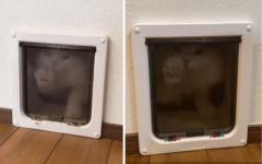 왁스칠 하느라 문 잠갔더니...분노의 노크로 항의한 고양이