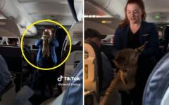 "이 냥이 잃어버린 승객 계십니까?"..고양이 어설프게 들어 올린 승무원