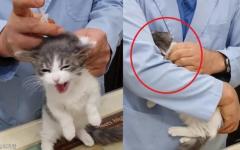 주사 2대 맞고 수의사 품에서 오열하는 고양이.."서럽다냥!"