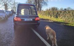 세상 떠난 주인 마지막 길 배웅해 준 리트리버..