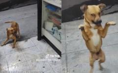 떠돌이 개에게 밥 챙겨줬더니...