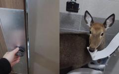 공중화장실에서 마주친 의외의 동물...