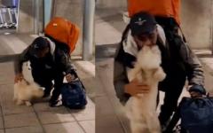 공항에서 주인과 재회한 강아지의 반응..