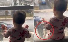 창문에 마중 나와 있는 아기 집사를 본 강아지의 반응