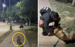 우연히 마주친 전남친에게 꼬리 치며 달려간 반려견..`