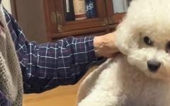 할머니랑 어색한데 주물러주는 손길이 나쁘지 않은 강아지 