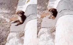 배수구 숨은 채 간절한 눈망울로 도움 요청한 강아지...