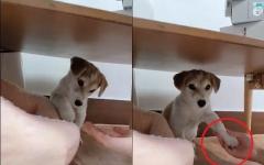 입양 후 테이블 밑에 숨어있던 유기견이 새 가족 목소리에 마음 여는 순간