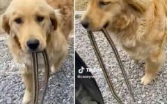 입에 뱀 물고 와 자랑스럽게 선물하는 리트리버...