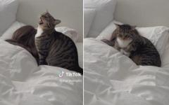 직접 깨워줘도 못 일어나는 집사에게 고양이가 한 행동은?