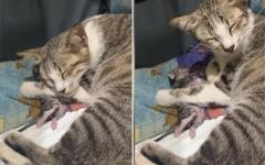 죽은 새끼를 놓지 못하고 품에 안은 어미 고양이...