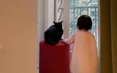 박수홍, 반려묘 