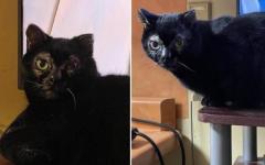 소파 환불했다가 고양이까지 잃어버린 집사...