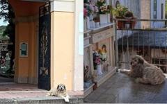 세상 떠난 주인 무덤을 수년째 떠나지 않는 강아지