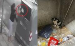꼬리치는 강아지 그대로 쓰레기통에 버린 비정한 견주 CCTV에 포착