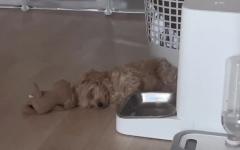 밥 시간 기다리며 사료통 옆에서 자는 강아지...