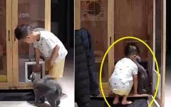 엄마 대신 일어나 고양이 새벽밥 챙겨준 꼬마 집사