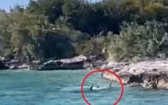 바다에 뛰어들어 상어와 맞선 개...