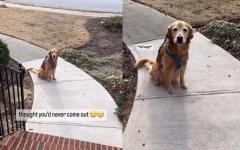 주인이 실수로 문 닫아 혼자 남겨지자 슬퍼하는 강아지..."나도 데려가야지"