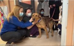 "고마웠어요!"...보호소 떠나기 전 직원들에게 작별 인사하는 유기견