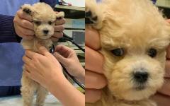 "주인 도움!!!"...견생 첫 동물병원 방문한 강아지의 간절한 눈빛