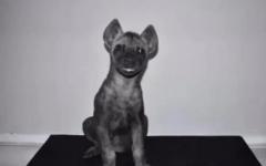 분양 받은 강아지한테 물린 美 남성...알고 보니 