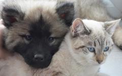 농식품부, 반려동물 겨울철 돌봄 요령 및 겨울 여행지 안내