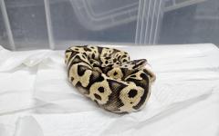 강남 지하철역에 버려진 뱀…알고 보니 멸종위기종 ‘볼파이톤’