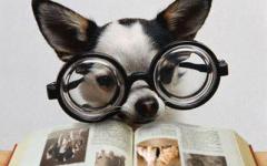 동물도 글을 읽을 수 있을까? 인간과 같은 방식으로는 No!