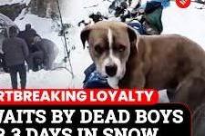 눈 쌓인 인도 설산서 4일간 죽은 주인 지킨 반려견
