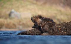 비버의 서식지 활동이 박쥐를 돕는다?