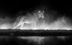 동물 왕국의 아름다운 흑백 사진 13장! - 포퓰러사이언스