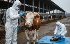 유럽, 고병원성 조류인플루엔자 비상… ‘소 감염’ 및 ‘변이 확산’