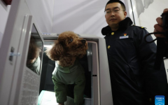 중국, 춘절 귀향길 반려동믈과 함께...