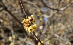 [포토뉴스] 입춘맞아 화사한 봄꽃 개화한 천리포수목원