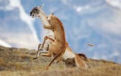 놀라운 야생의 세계!- 소니월드 포토 어워드 2026