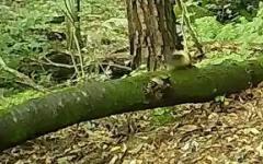 국립공원공단, 2026년 설맞이