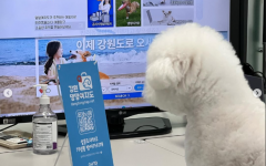 강원관광재단, 반려동물 동반 관광객 유치